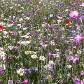 Mélange fleurs des champs - Fleurs des champs en mélange - Mélanges fleuris