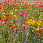 Mélange de fleurs rustiques - Willemse