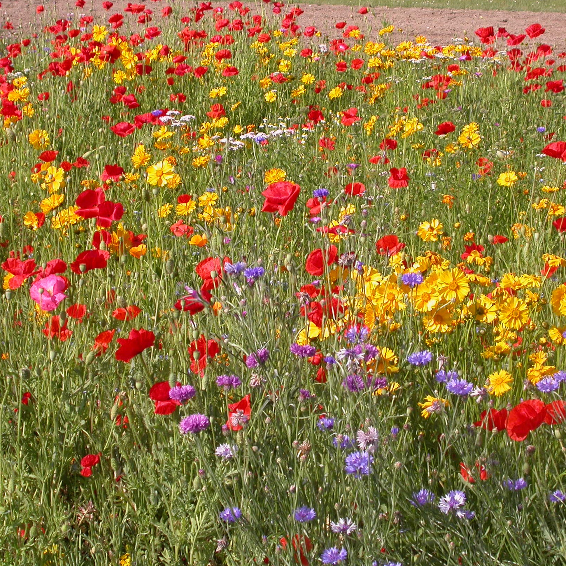 Mélange de fleurs rustiques - Willemse