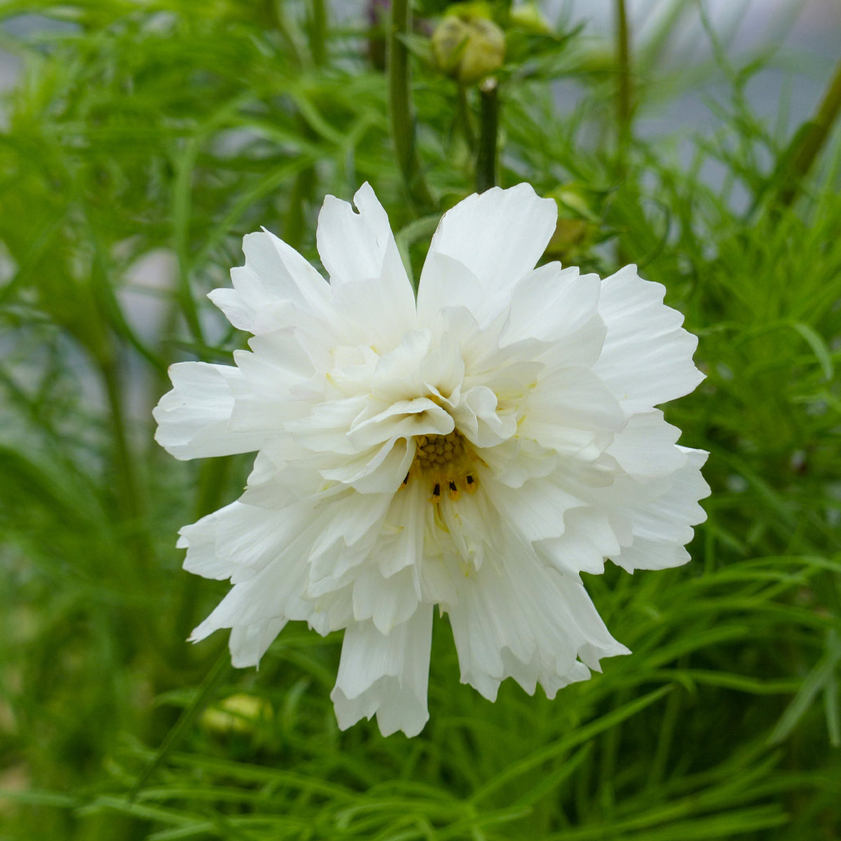 Cosmos double blanc - Willemse