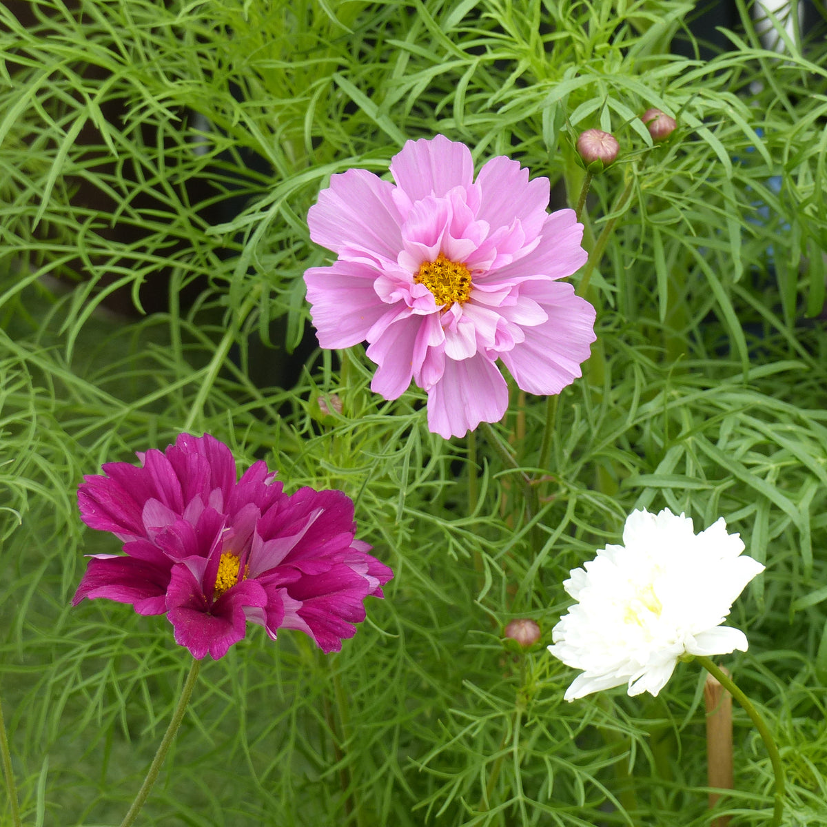 Collection 3 cosmos doubles variés - Willemse