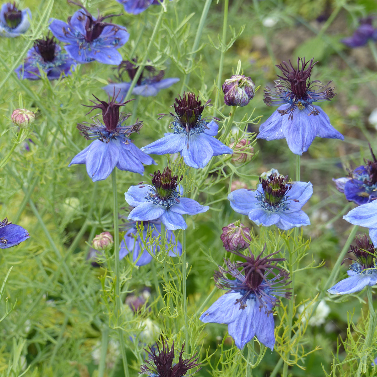 Nigelle d’Espagne 'Midnight' - Willemse