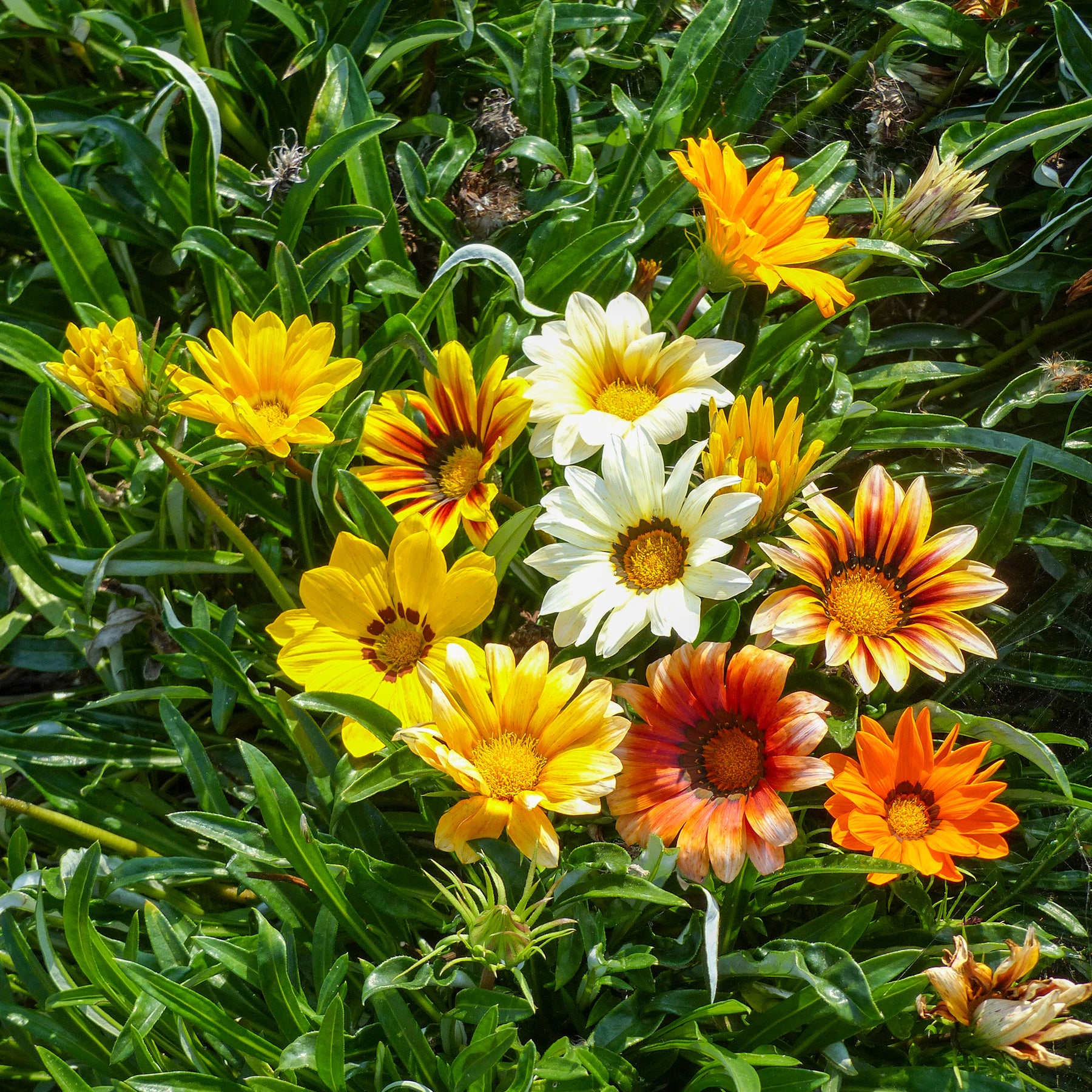 Gazania Sunshine Hybrids - Willemse