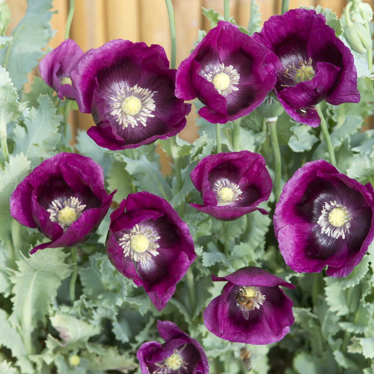 Pavot annuel Lauren's Grape - Willemse