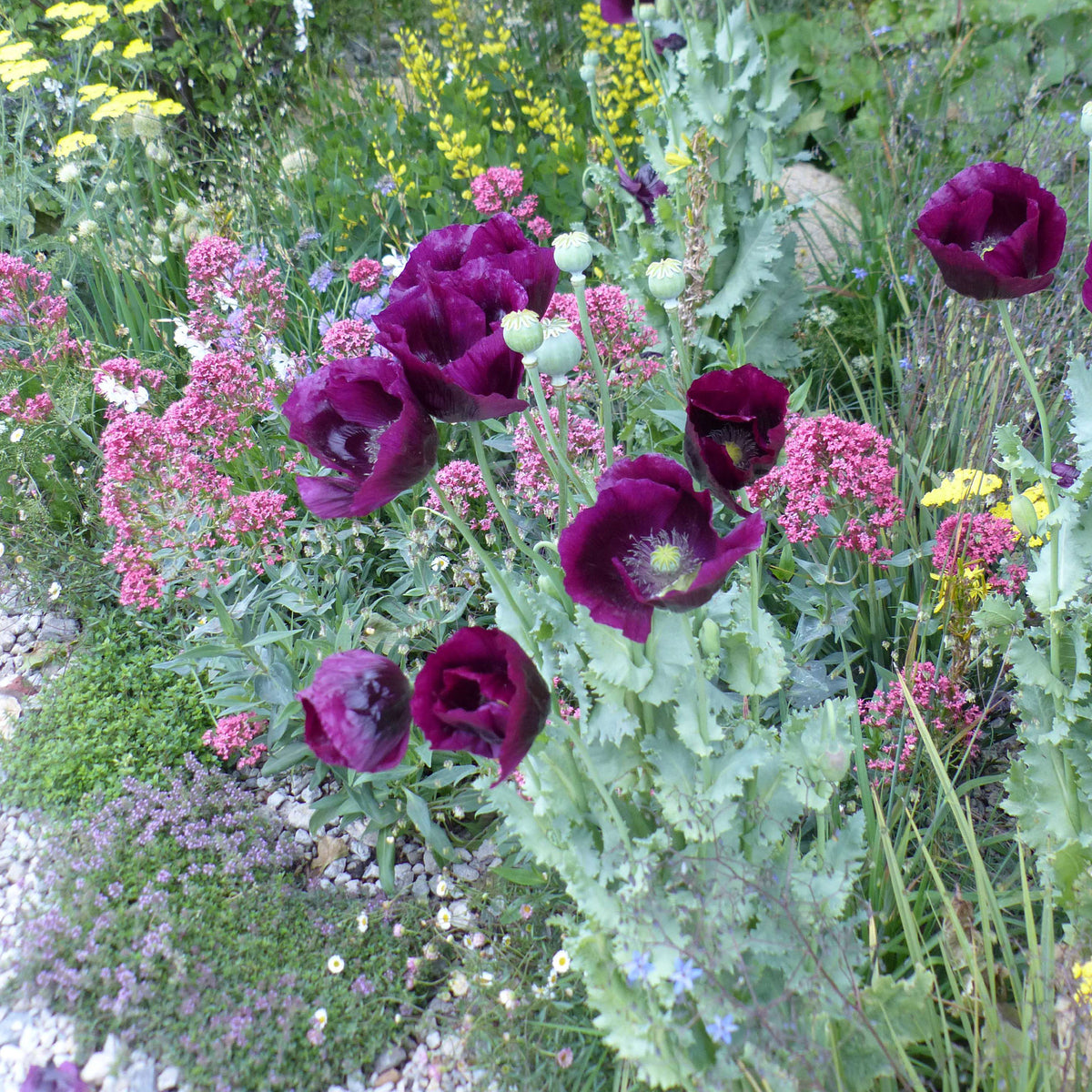 Pavot annuel Lauren's Grape - Papaver somniferum 'Lauren's Grape' - Willemse