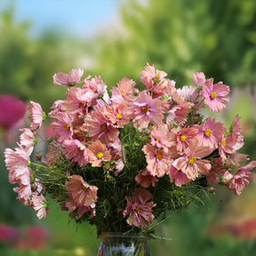 Cosmos Apricotta - Cosmos Apricotta - Graines de fleurs