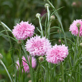 Centaurée barbeau Pinkie - Willemse