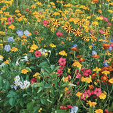 Fleurs pour limiter les doryphores - Willemse