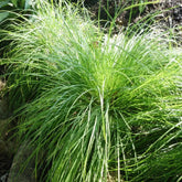 Laîche des montagnes - Carex - Willemse