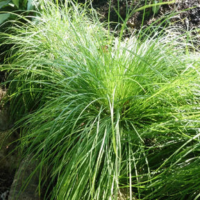 Laîche des montagnes - Carex - Willemse