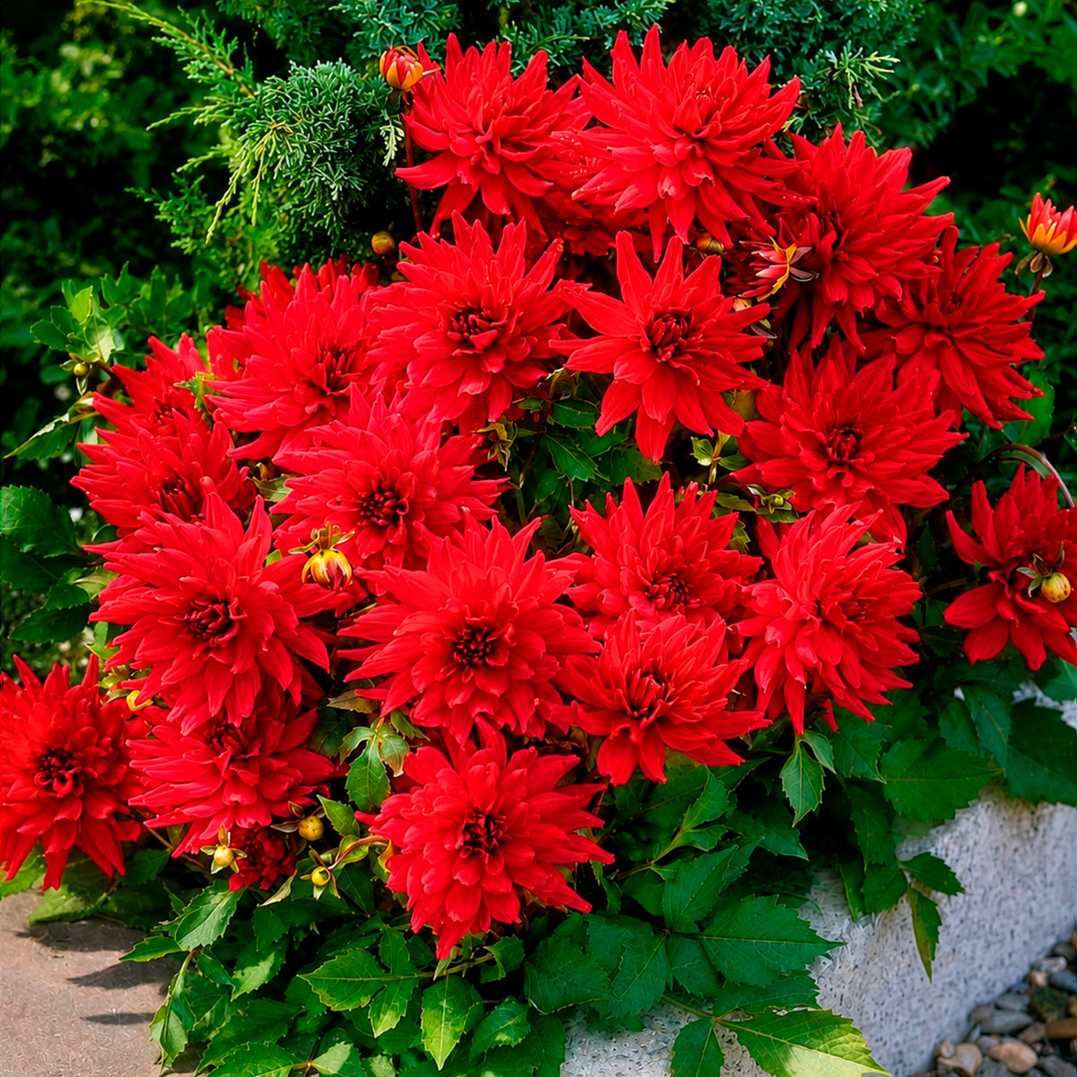 3 Dahlias cactus nain Red Pigmy - Dahlia Red Pigmy - Willemse