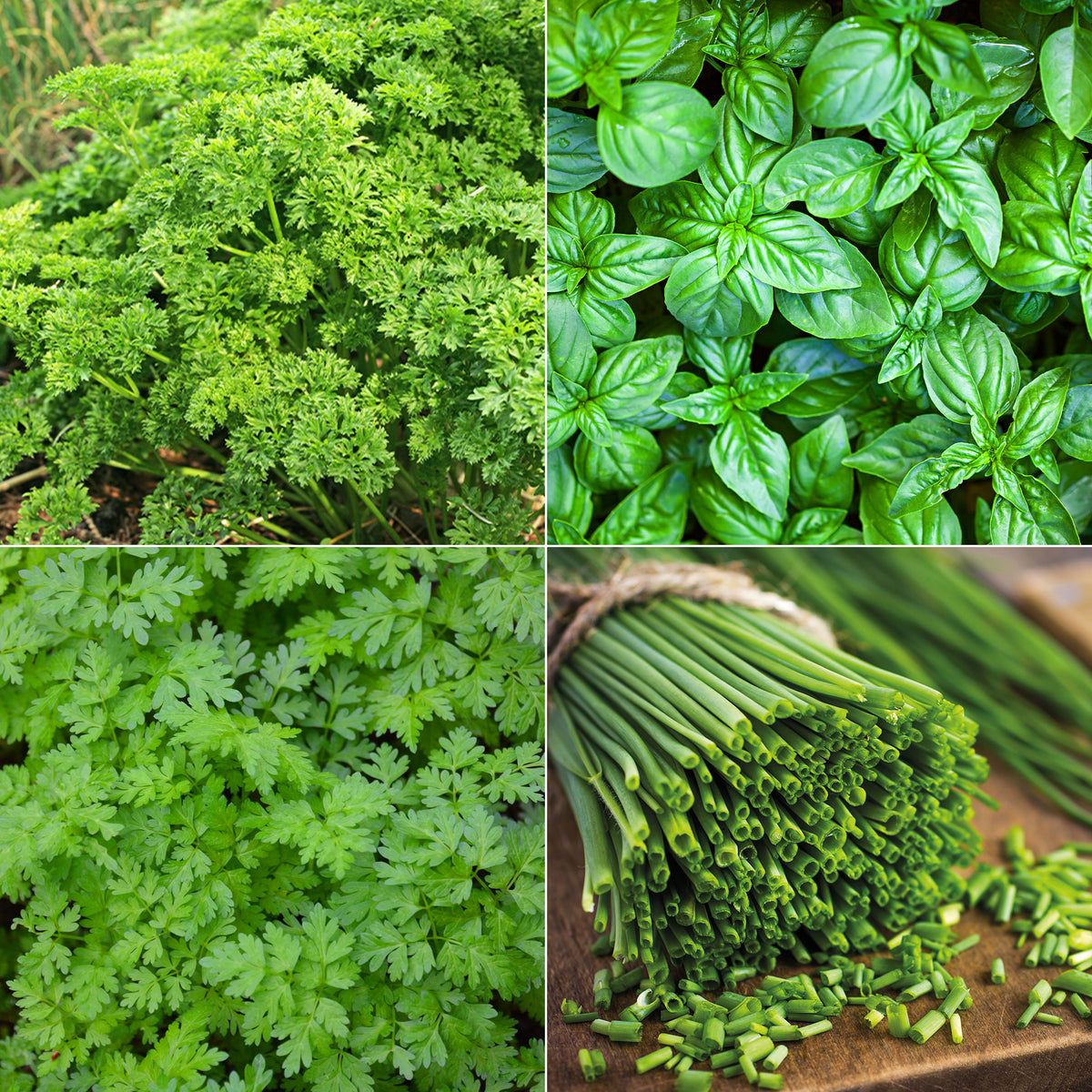 Collection de fines herbes : Persil, Basilic, Cerfeuil, Ciboulette - Willemse
