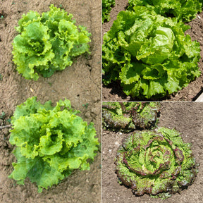 Collection de 3 salades Batavia - Willemse