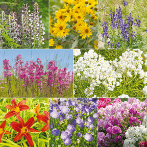 Le massif été fleuri - 18 plantes vivaces - Superficie environ 2 m² - Willemse