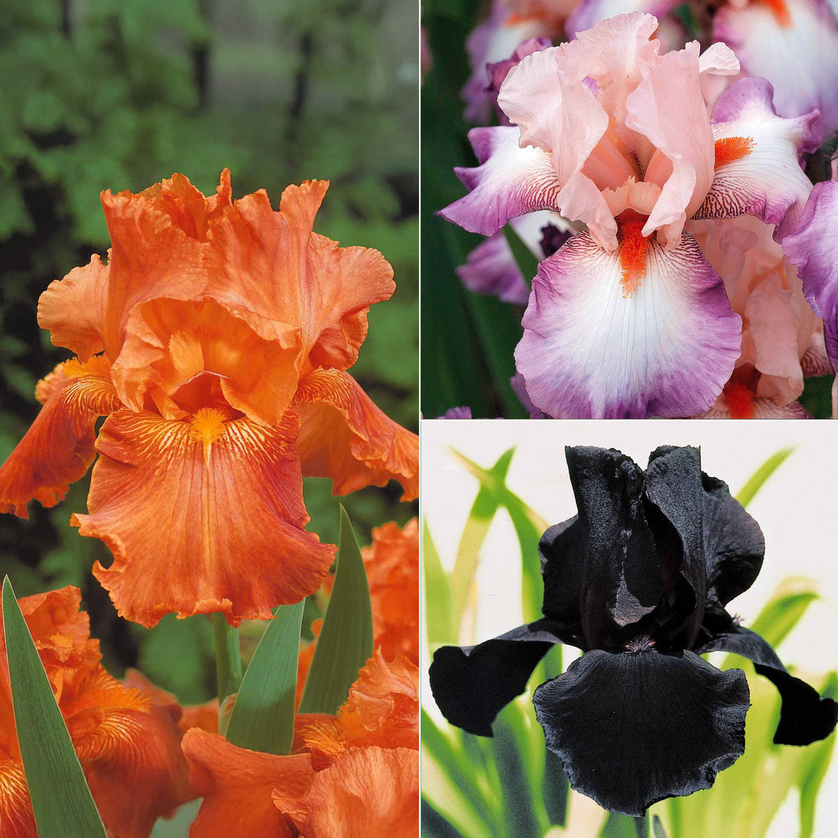 6 Iris de jardin noire, orange, rosé en mélange - Willemse