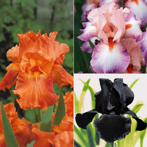 6 Iris de jardin noire, orange, rosé en mélange - Willemse