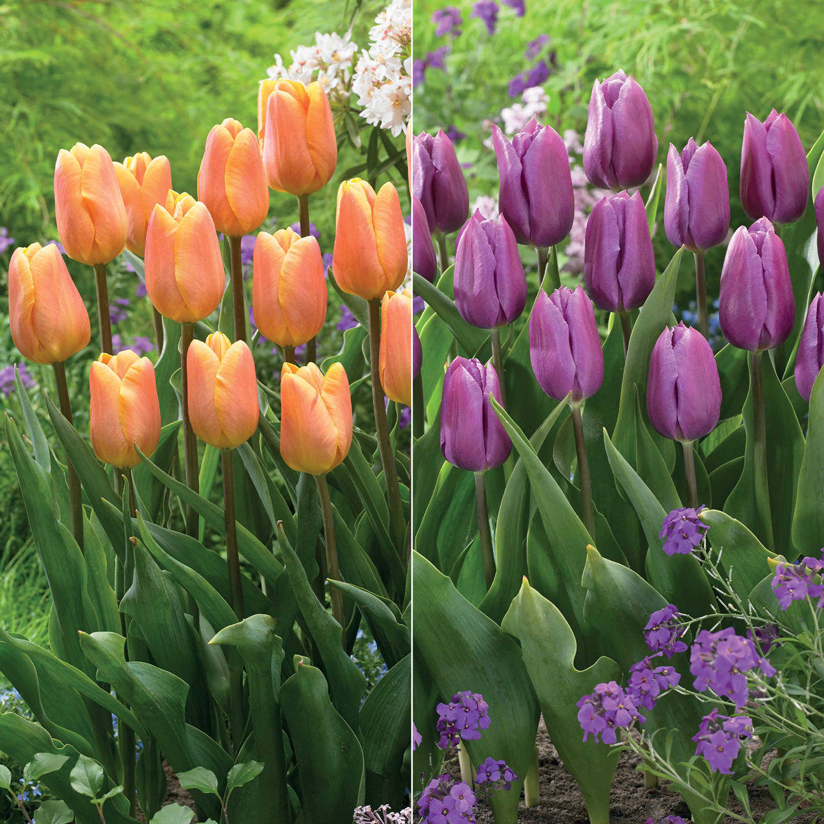 Collection de 20 Tulipes triomphe  Bellville et Blue Beauty - Willemse
