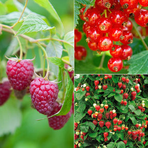 Collection de 9 Fruitiers à fruits rouges - Willemse