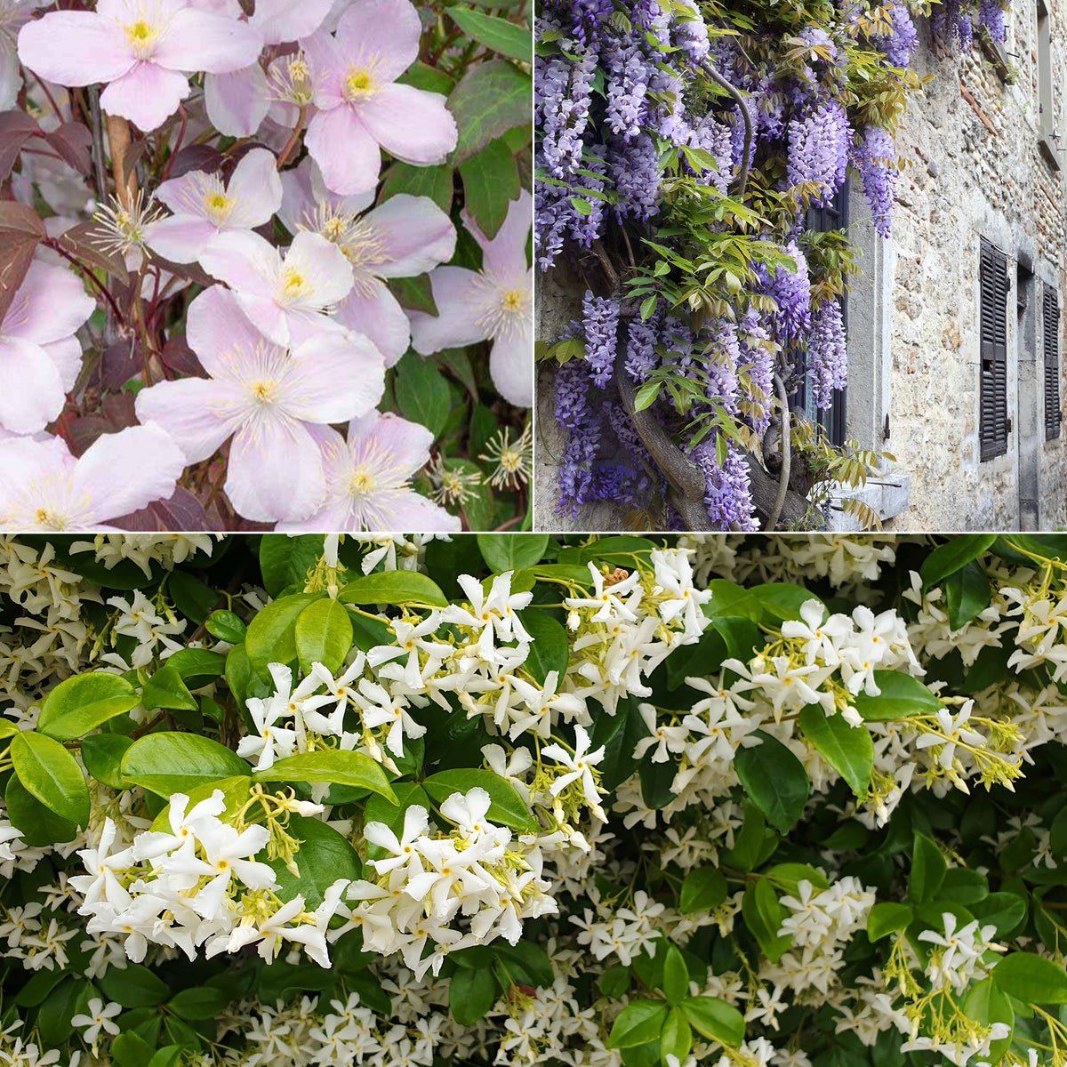 Collection de plantes grimpantes à floraisons abondantes