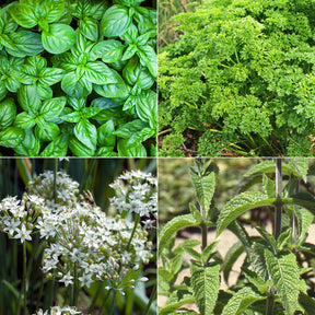 Collection de 4 aromatiques