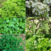 Collection d'aromatiques #2 - Willemse
