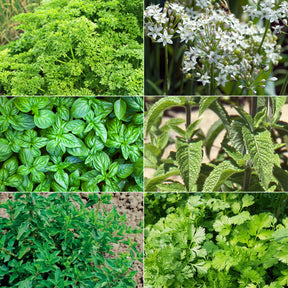 Collection de 6 aromatiques