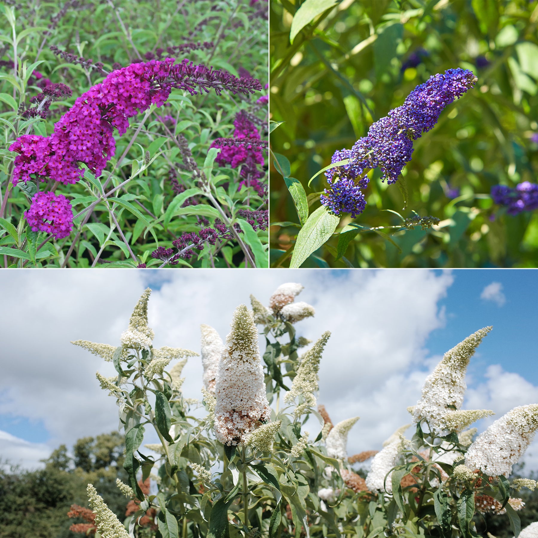 3x Arbre à papillons 'Royal Red' + 'White Profusion' + 'Empire Blue' Violet-Blanc-Rose - Arbre à papillons - Buddleja