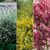 Haie de 3 Genêts : blanc, rouge, jaune - Willemse