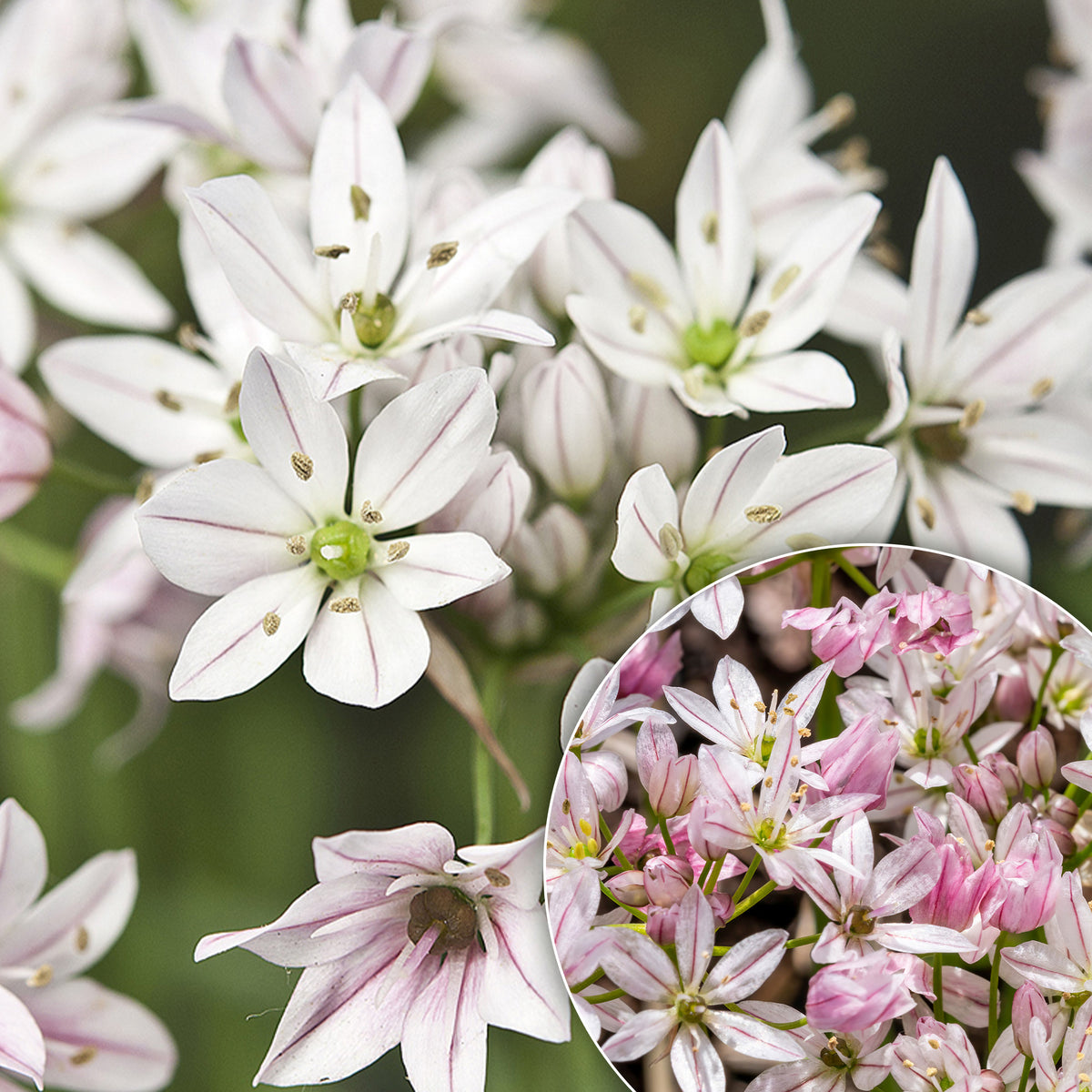25 Alliums Caméléon - Willemse