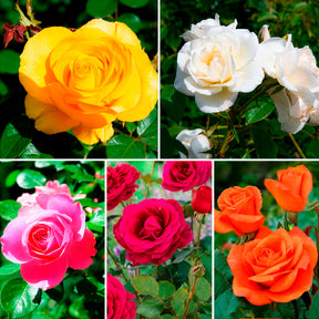 Collection de 5 Rosiers pour bouquets