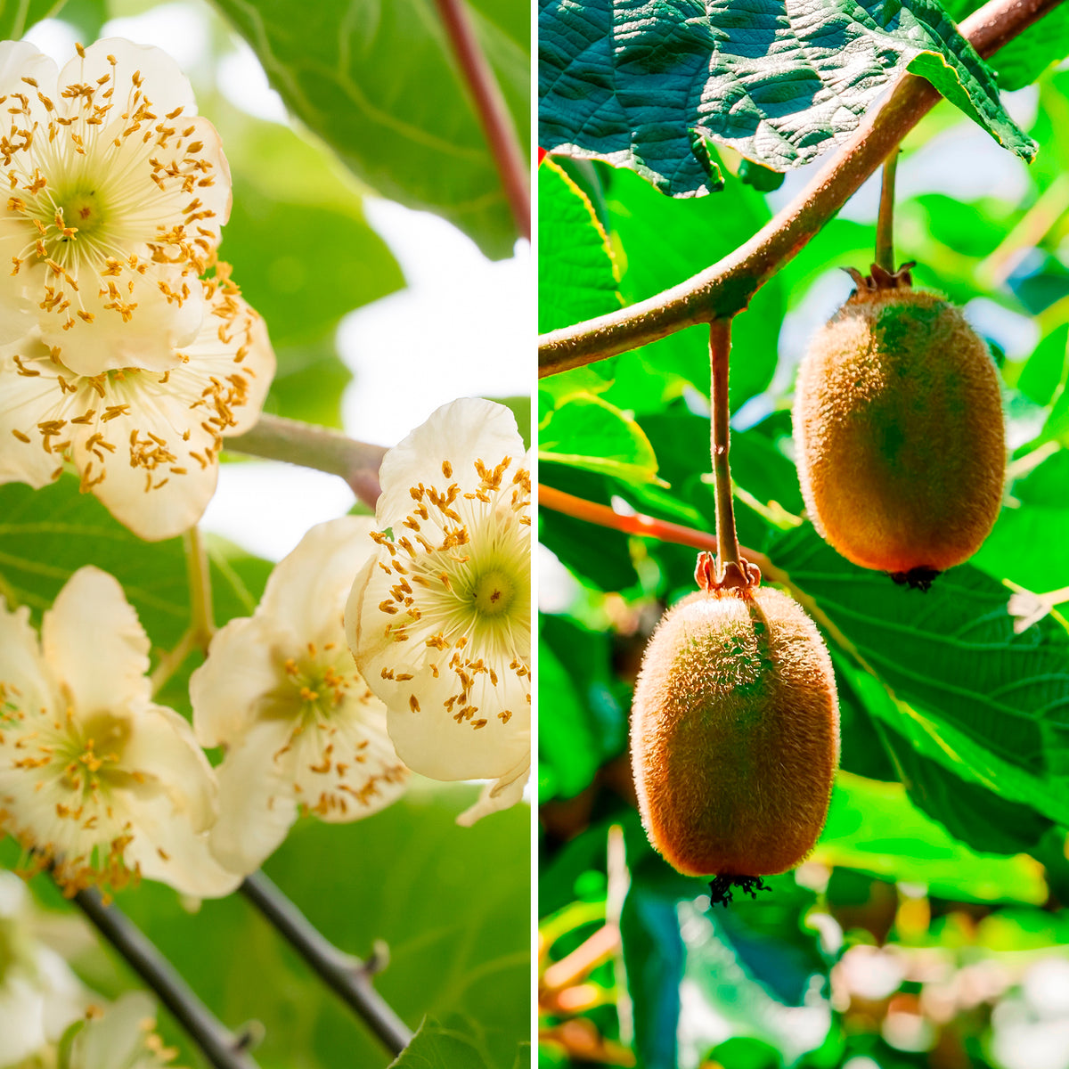 Couples de Kiwis Hayward et mâles