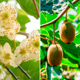 Couples de Kiwis Hayward et mâles