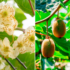 Couples de Kiwis Hayward et mâles