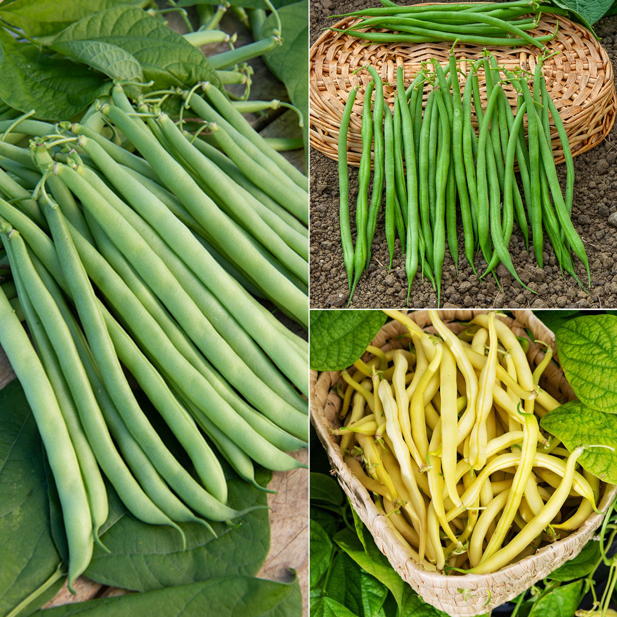 Collection d'Haricots nains - Willemse