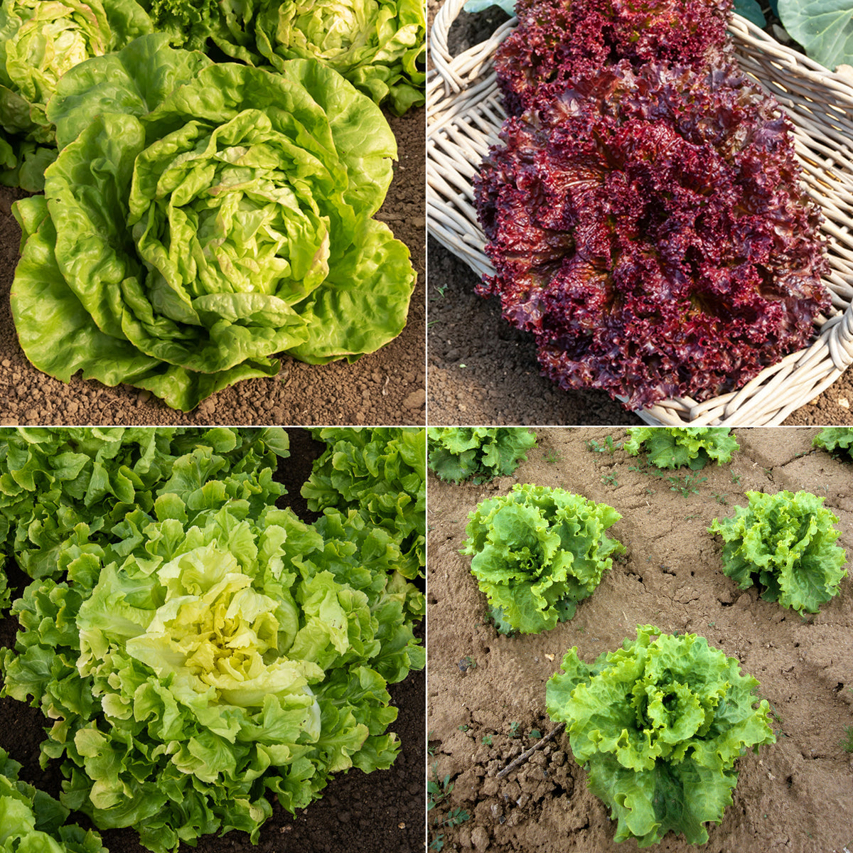 Collection de salades - Willemse