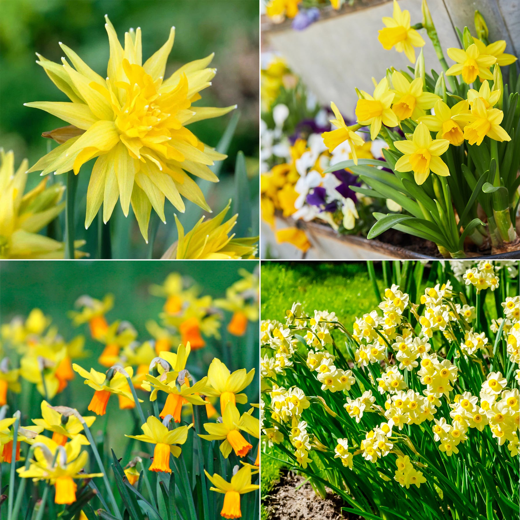 Collection de 30 mini Narcisses : Jet fire, Rip van Winkle, Tête à tête - Willemse