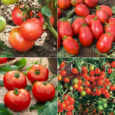 Collection de Tomates - Willemse