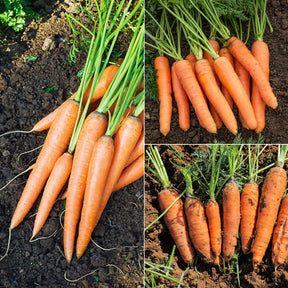 Collection de carottes : Nantaise, Carentan, Colmar - Willemse