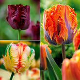 Collection de 24 Tulipes perroquet : Princesse Irene, Black Parrot, Apric - Willemse