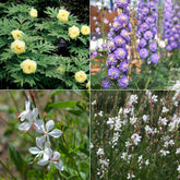 Collection de 4 plantes vivaces aux couleurs tendres - Willemse