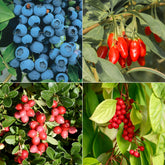 Collection de 4 arbustes à fruits vitaminés - Willemse