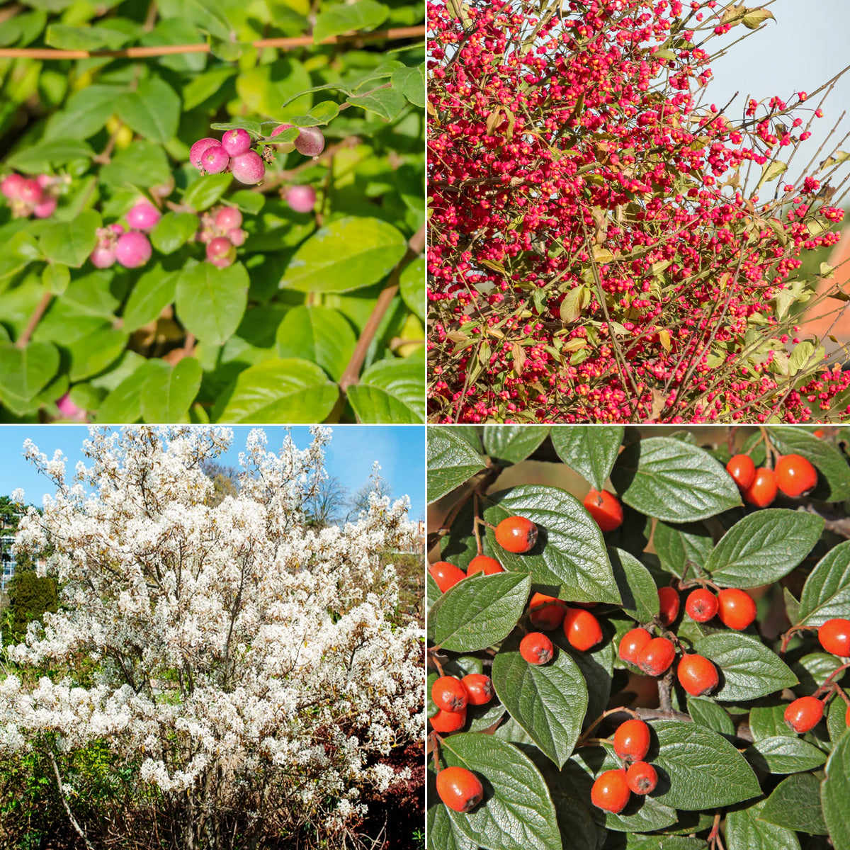 Collection Haie aux oiseaux - Willemse