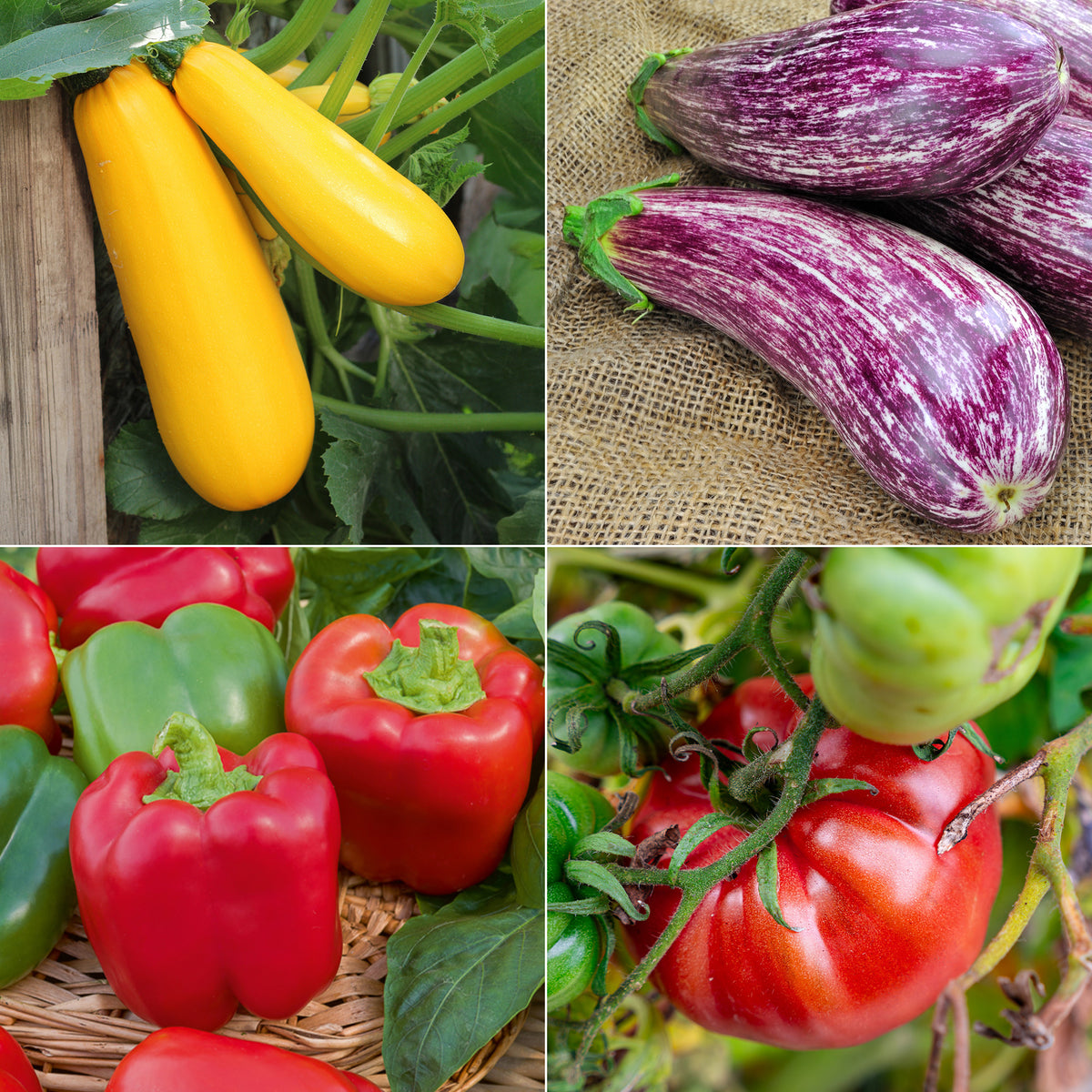 Collection de légumes du soleil - Willemse