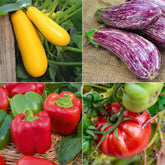 Collection de légumes du soleil - Willemse