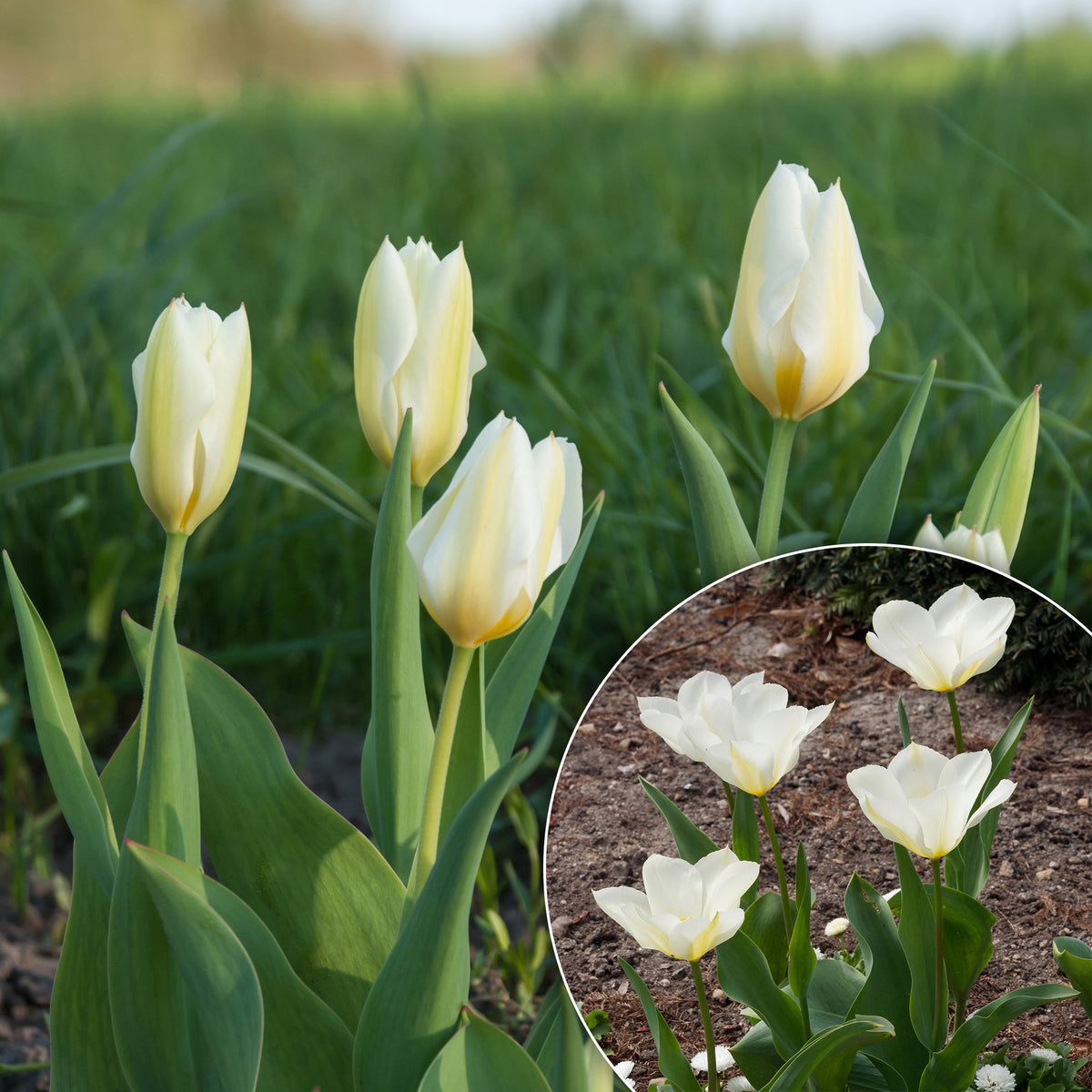 10 Tulipes Fosteriana Purissima - Willemse