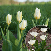 10 Tulipes Fosteriana Purissima - Willemse