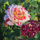 Rosier buisson Abracadabra® Koramsaro - Willemse