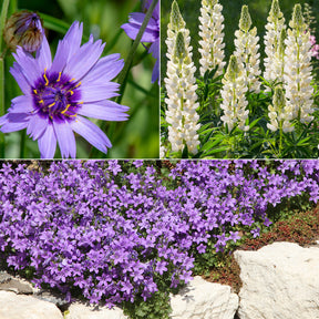 Vivaces Bleues et Blanches - Willemse