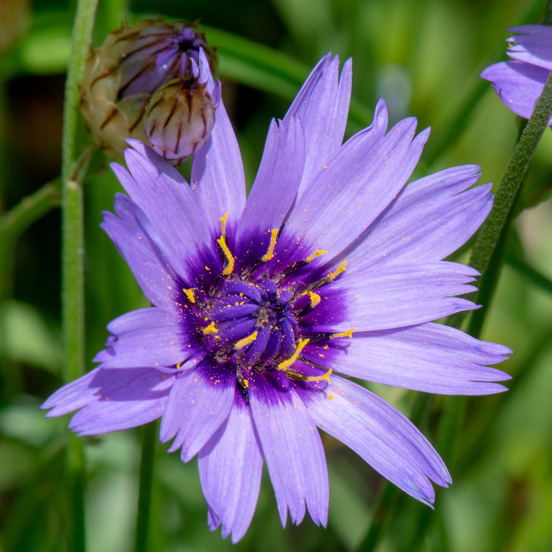Vivaces Bleues et Blanches - Campanula, Lupinus, Catananche - Willemse
