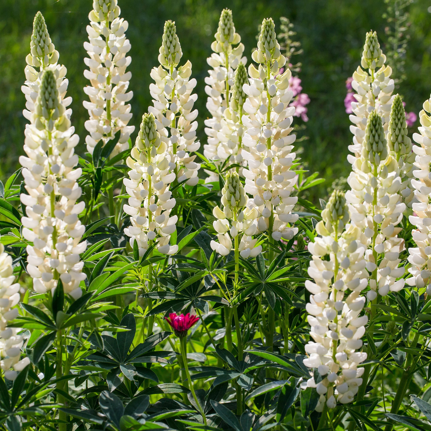 Campanula, Lupinus, Catananche - Vivaces Bleues et Blanches - Collections de vivaces